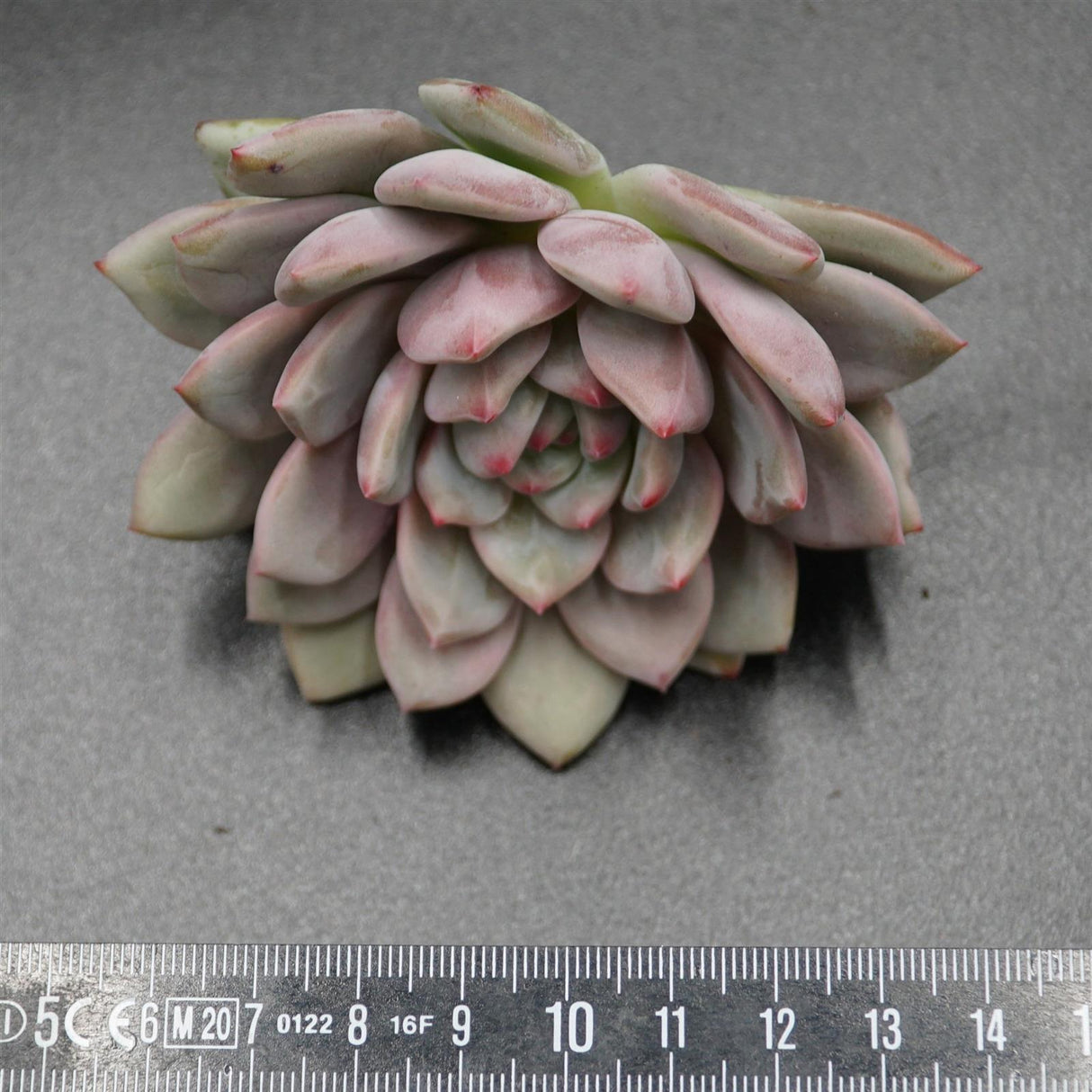 Echeveria Ariel Steckling
