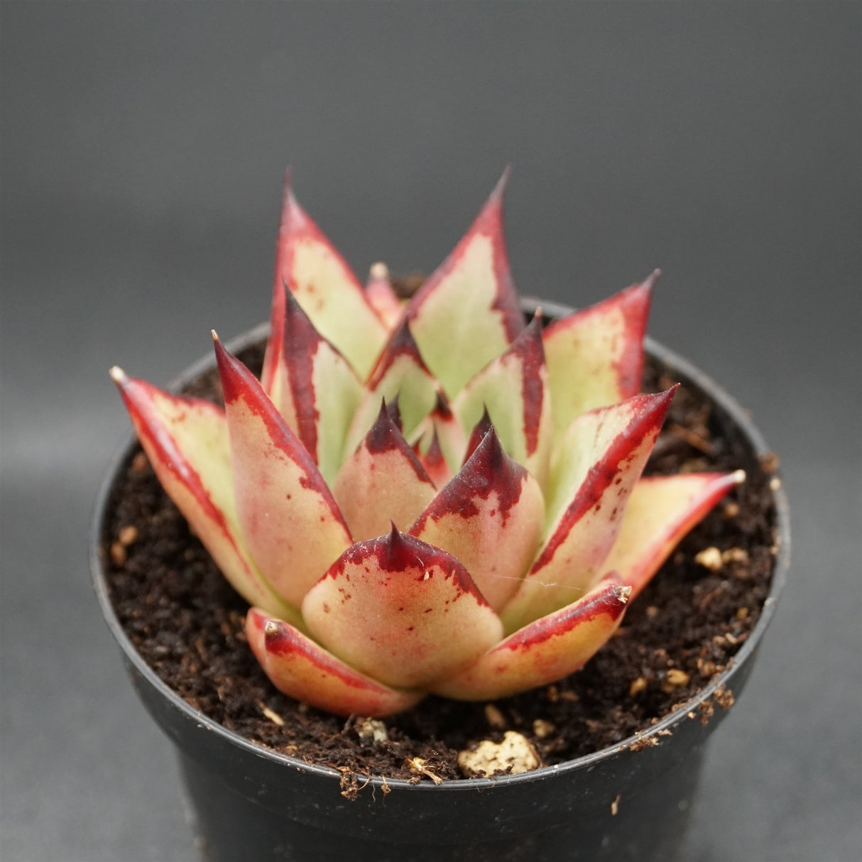 Echeveria Halloween