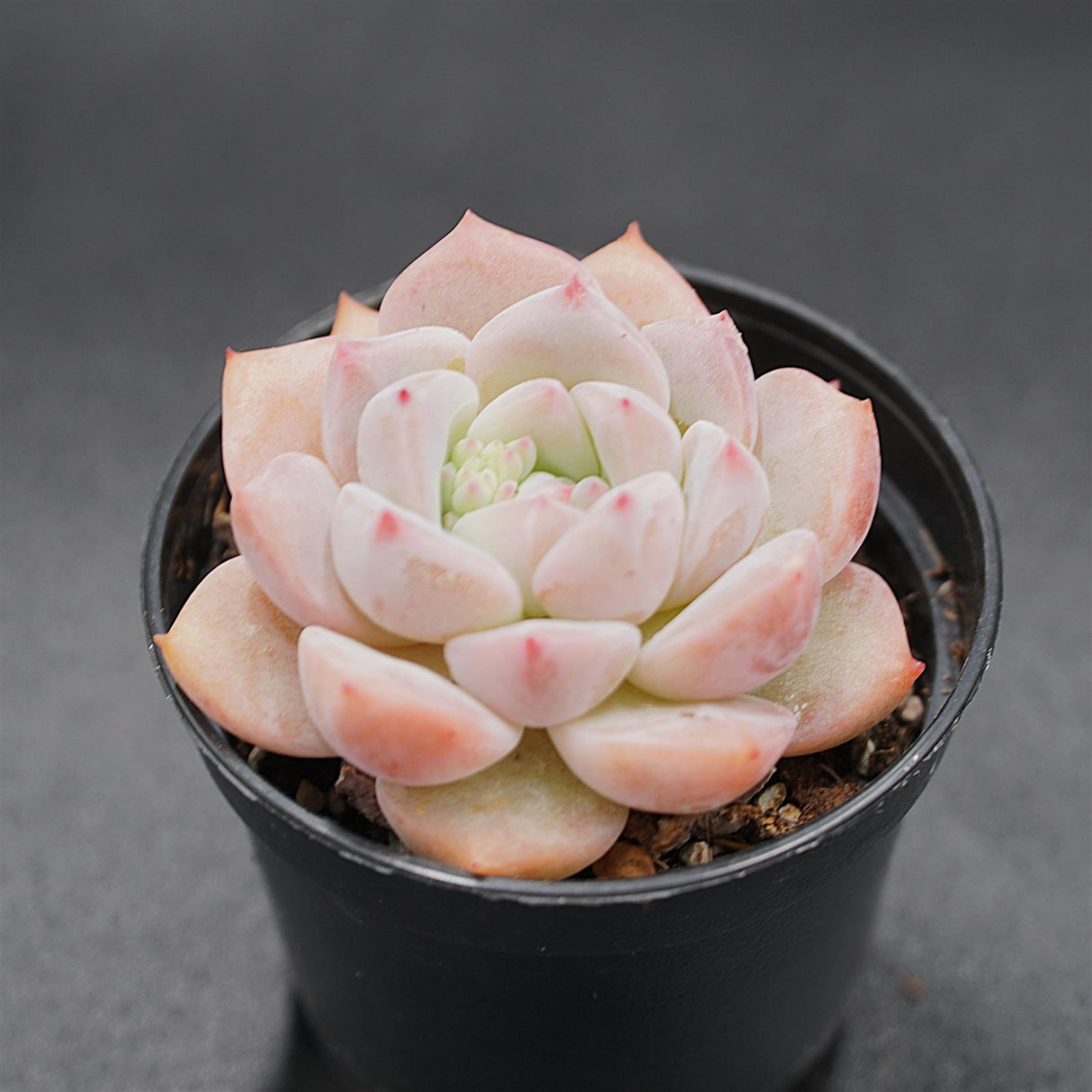 Echeveria Snow Melanie