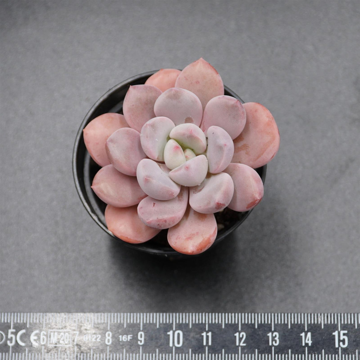 Pachyphytum Spotted Deer