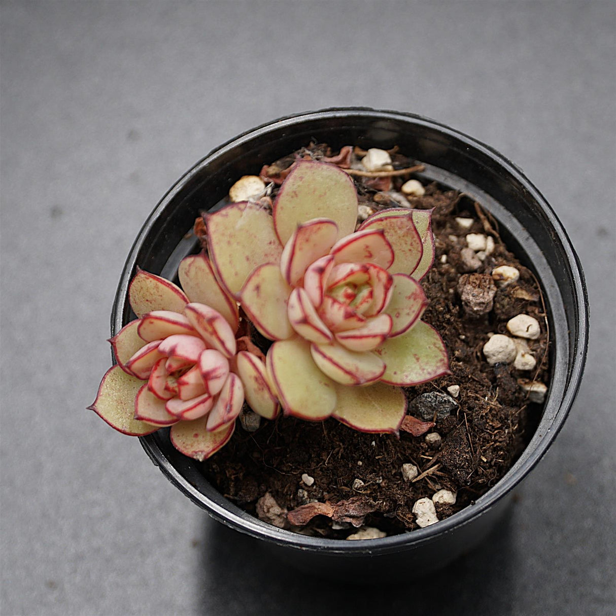 Echeveria Cinderella