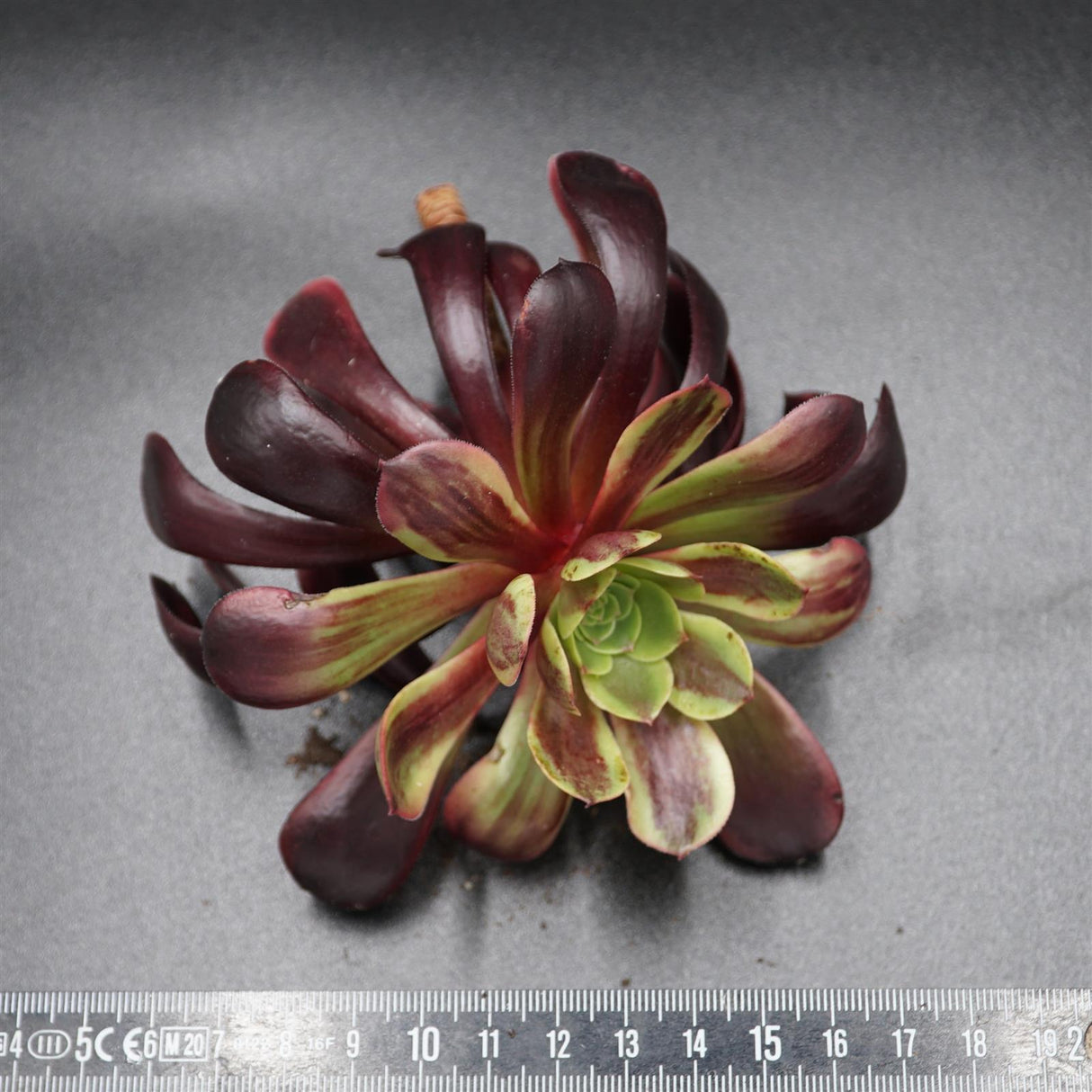 Aeonium Super Bang Steckling