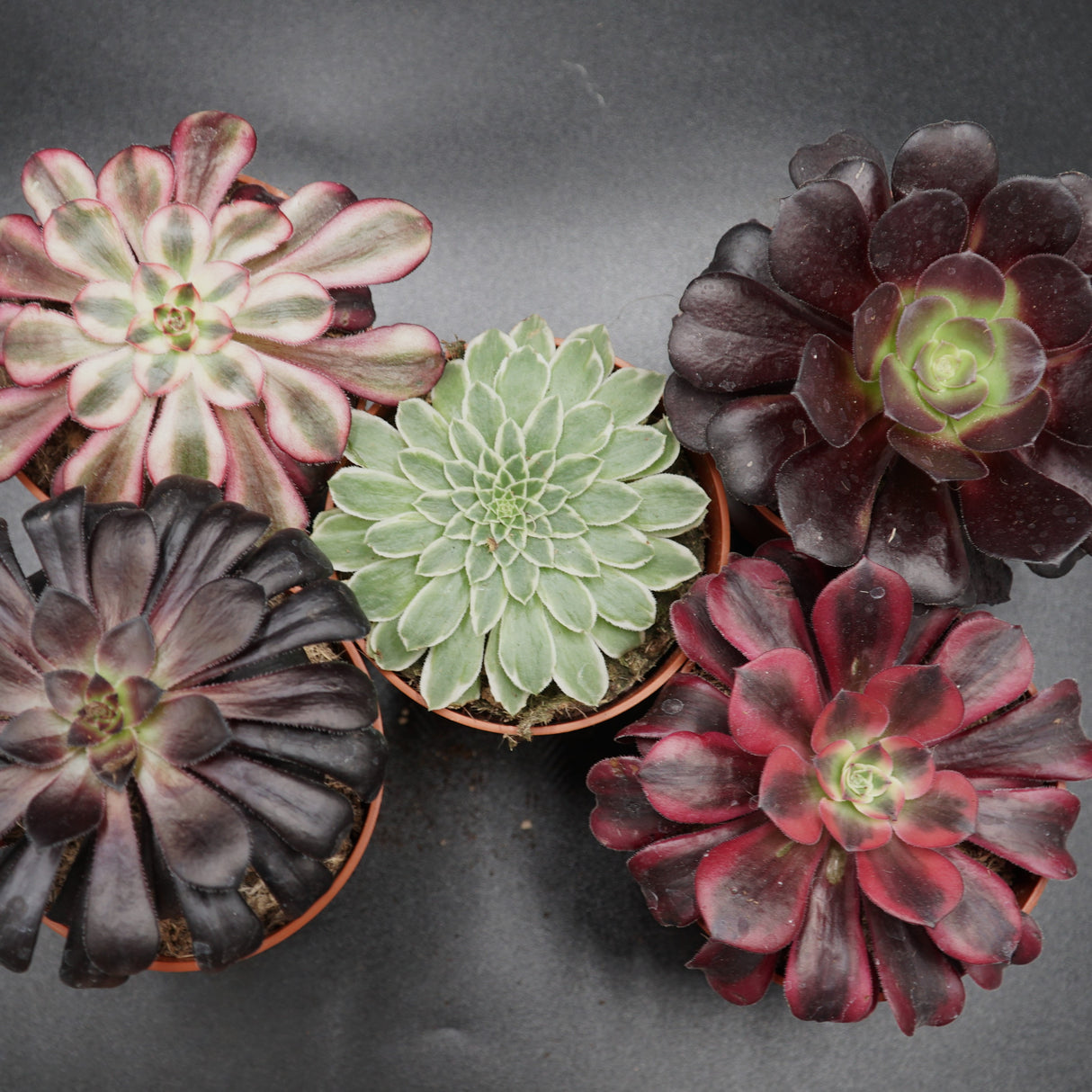 Aeonium Set
