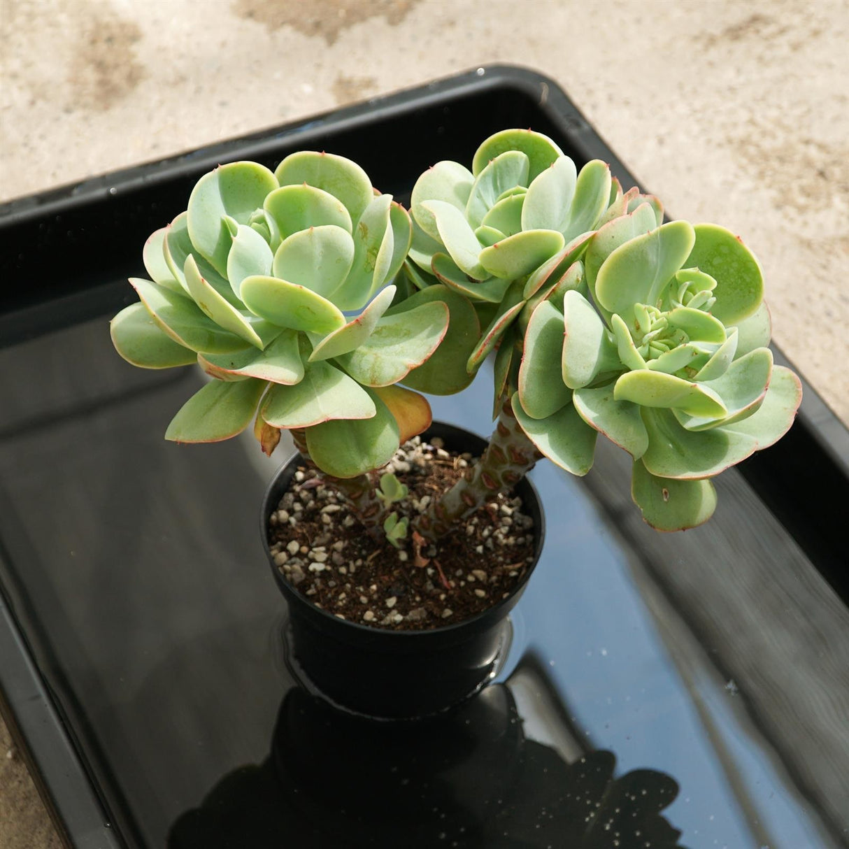 Kunststoffwanne/Gießwanne - 2 Stück