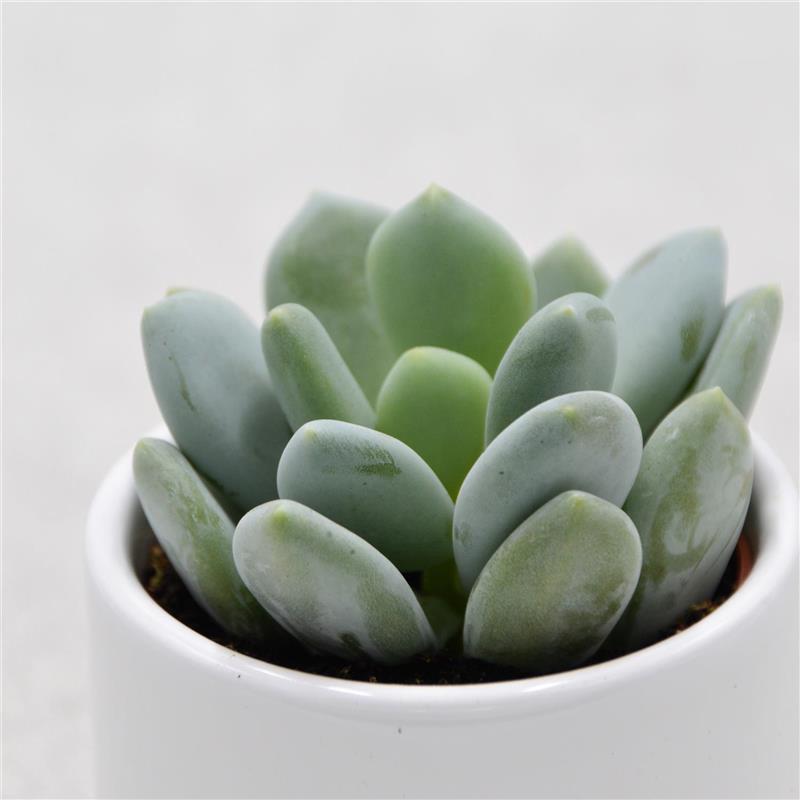 Pachyphytum bracteosum ssp. - 5,5cm