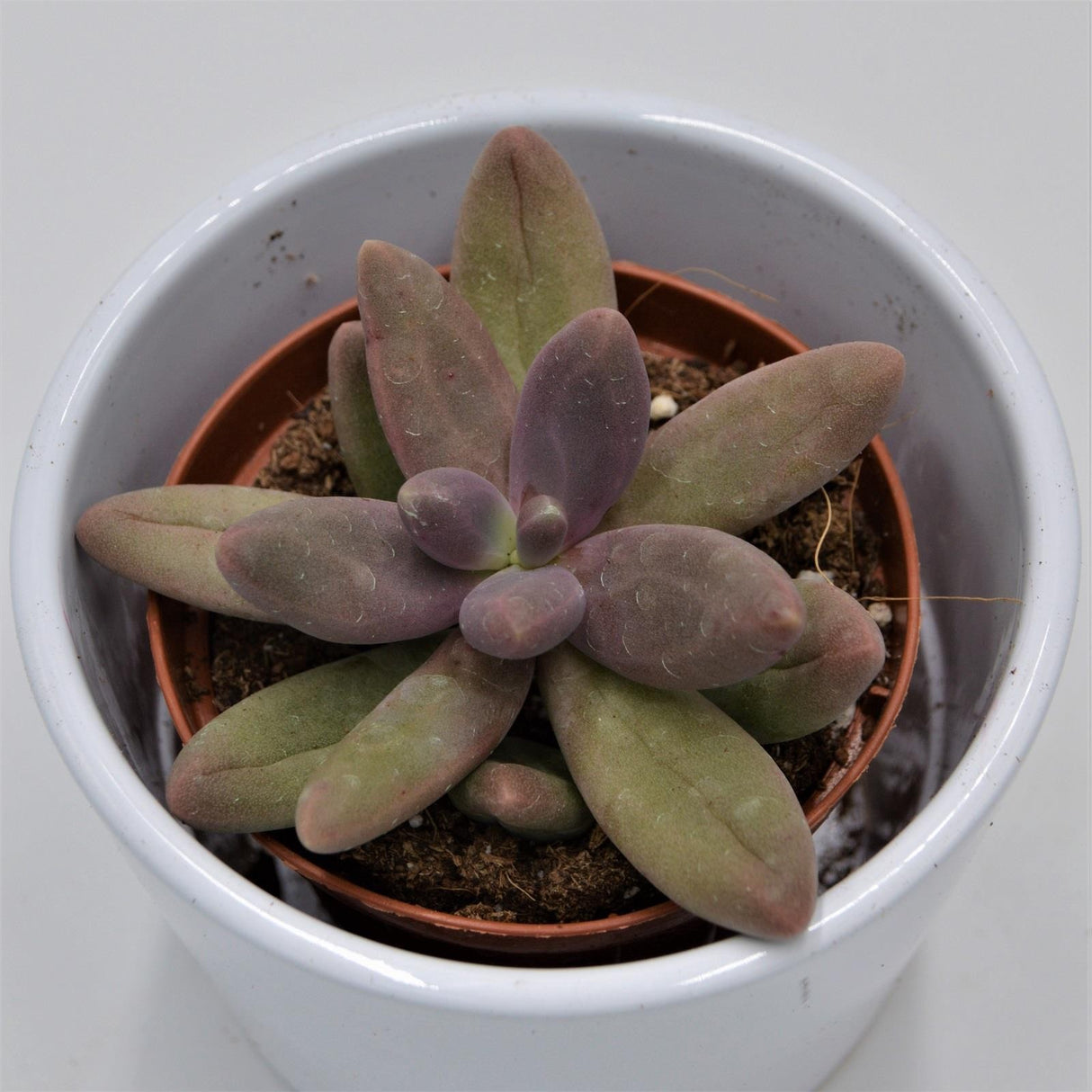 Pachyphytum Captain Jessop - 8,5cm