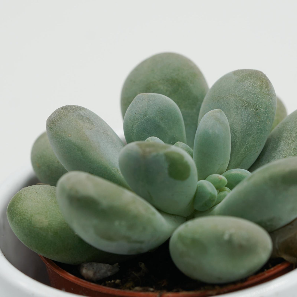 Pachyphytum cuicatecanum - 5,5cm