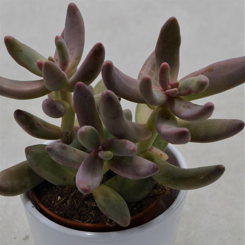 Pachyphytum ganzhou - 8,5cm