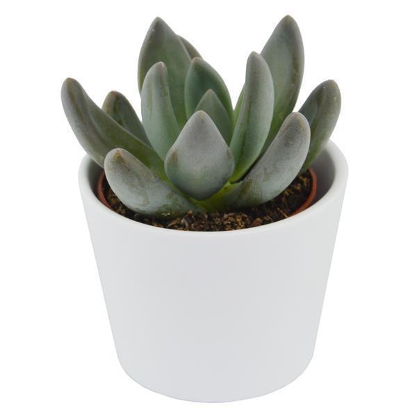 x Pachyveria Blue Mist - 5,5cm