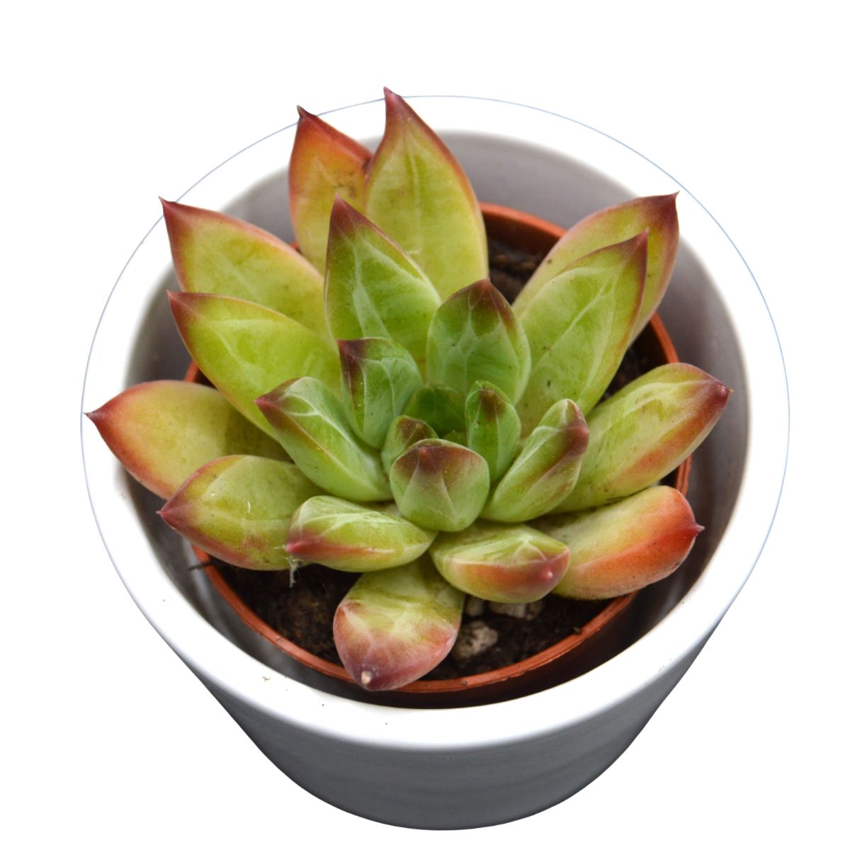 Pachyphytum hookeri Rubra - 5,5cm