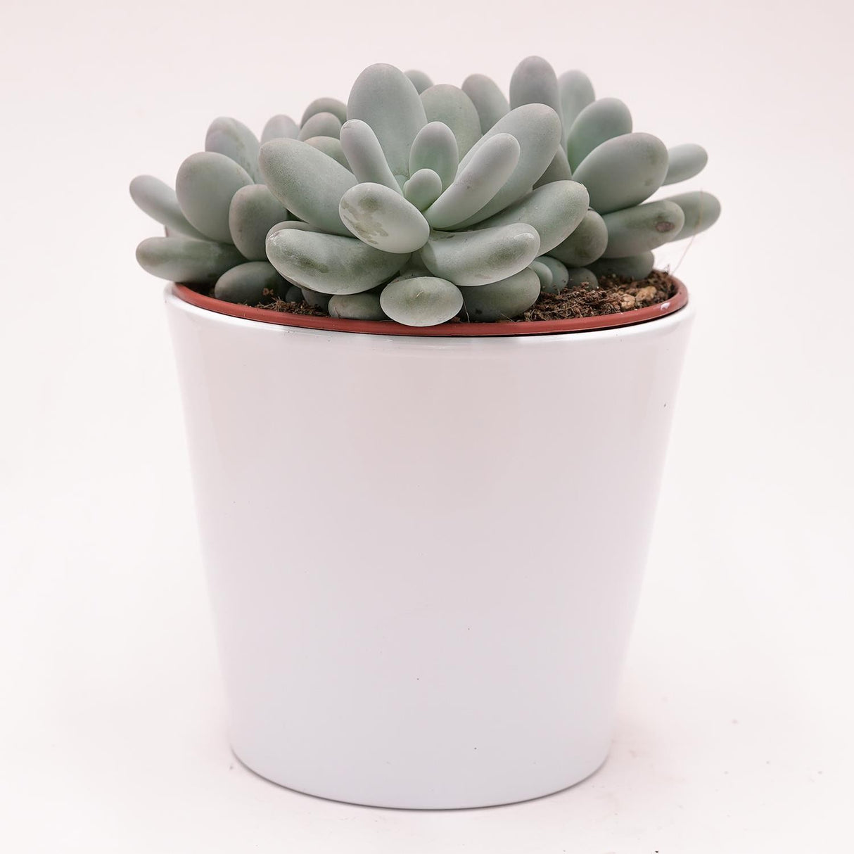 Pachyphytum oviferum - 15cm