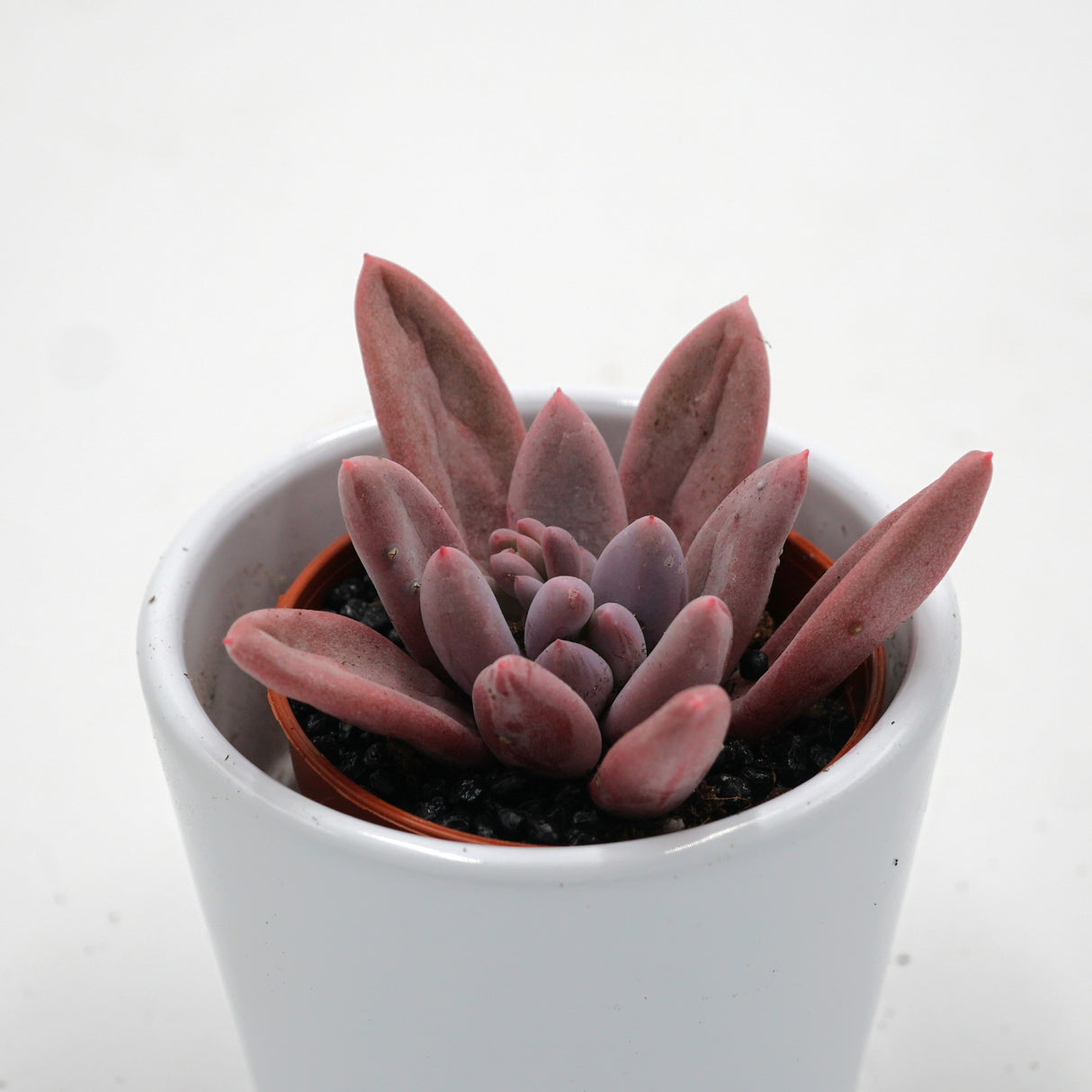 Pachyphytum Purple Rain - 5,5cm