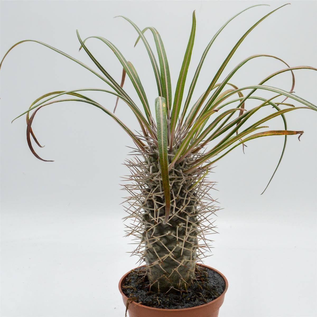 Pachypodium geayi - 12cm