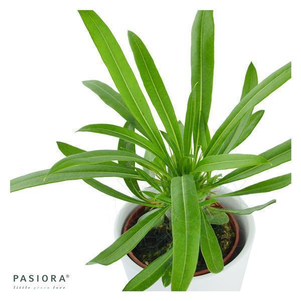 Sukkulenten Selektion, 5 Stück