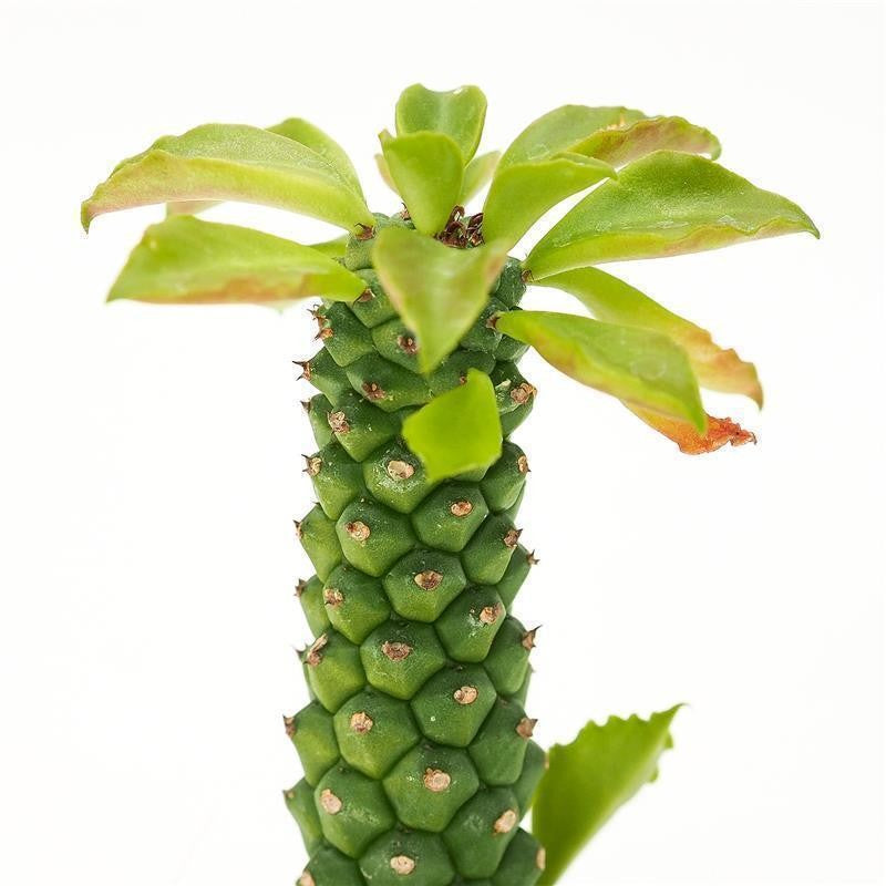 Monadenium stapelioides - 5,5cm