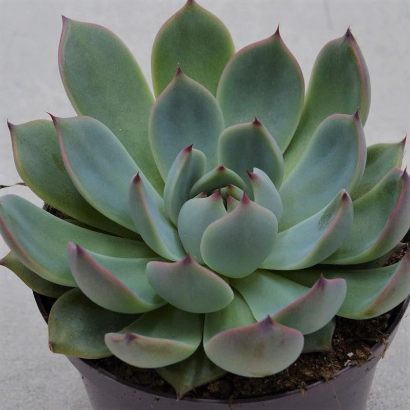 Echeveria parva Beatrice - 10,5cm