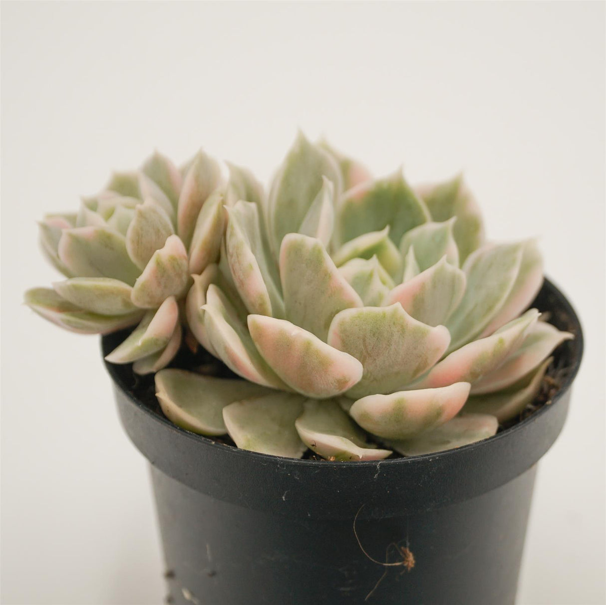 Echeveria Onslow f. variegata