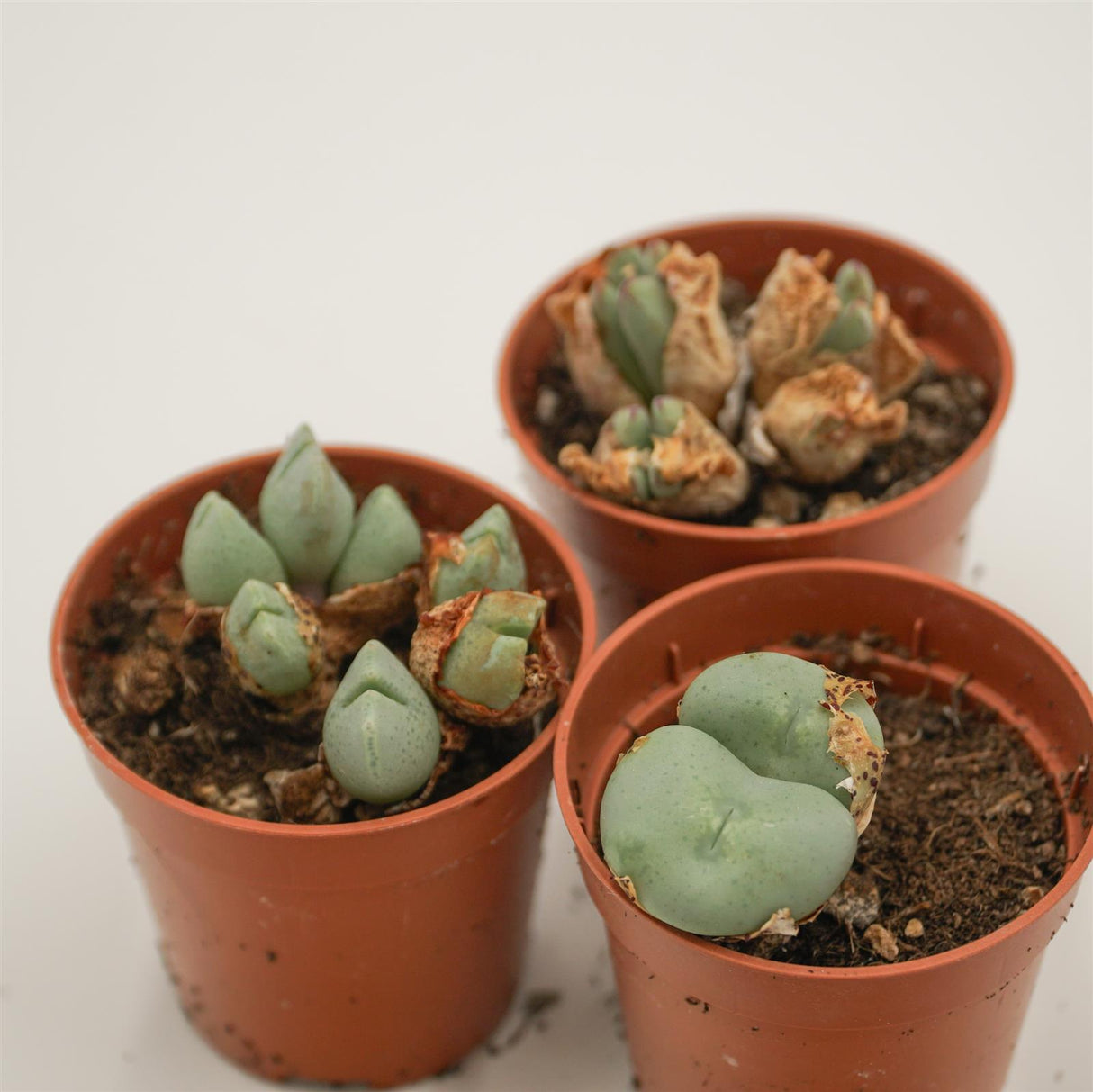 Conophytum Mix, Set of 3