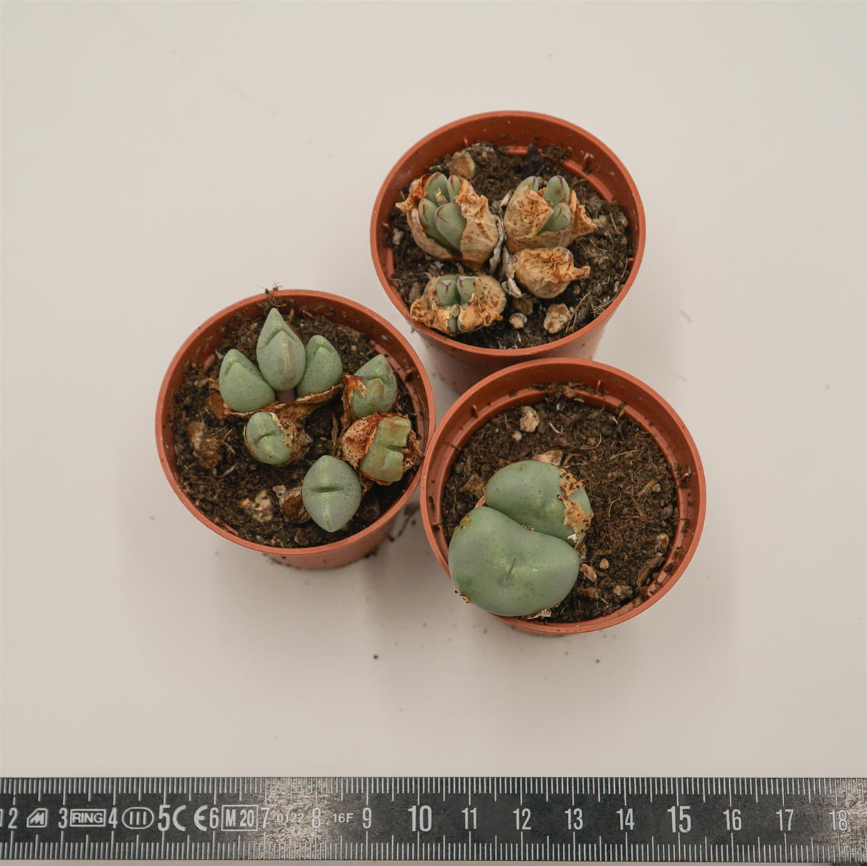 Conophytum Mix, Set of 3