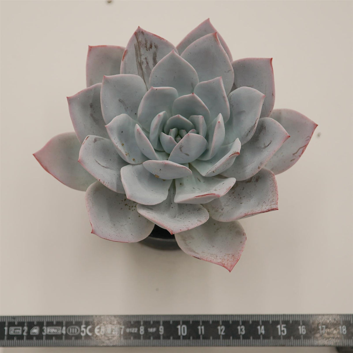 Echeveria laui Hybrid