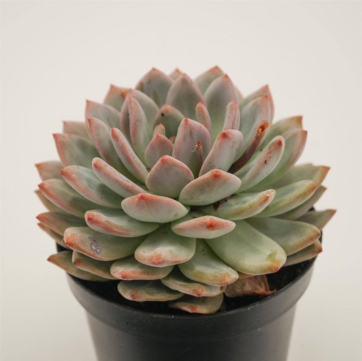 Echeveria Ariel