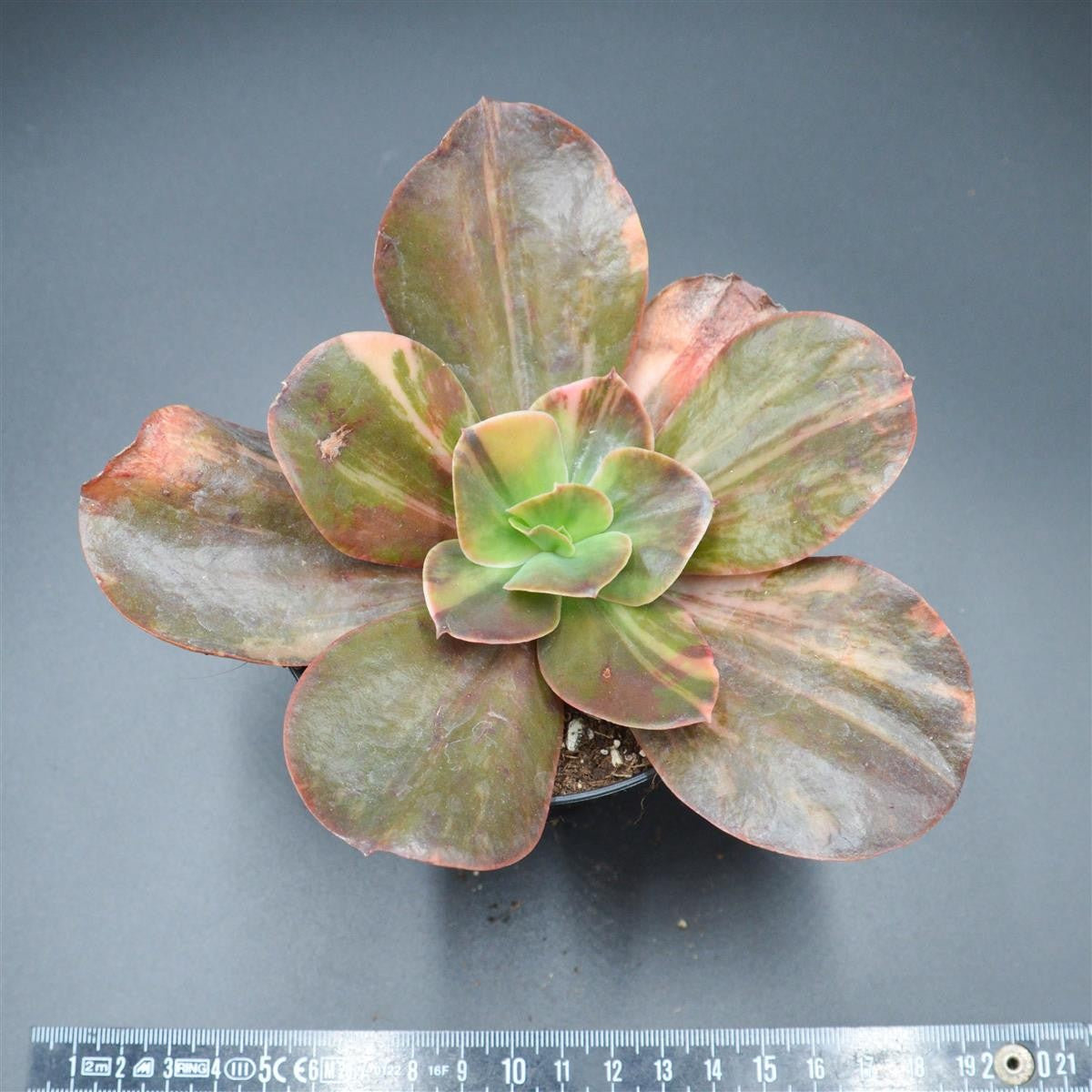 Echeveria Primadonna variegated form