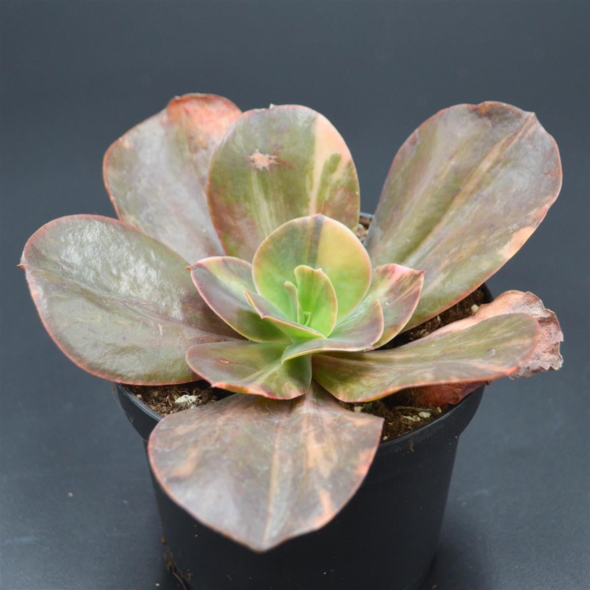 Echeveria Primadonna variegated form