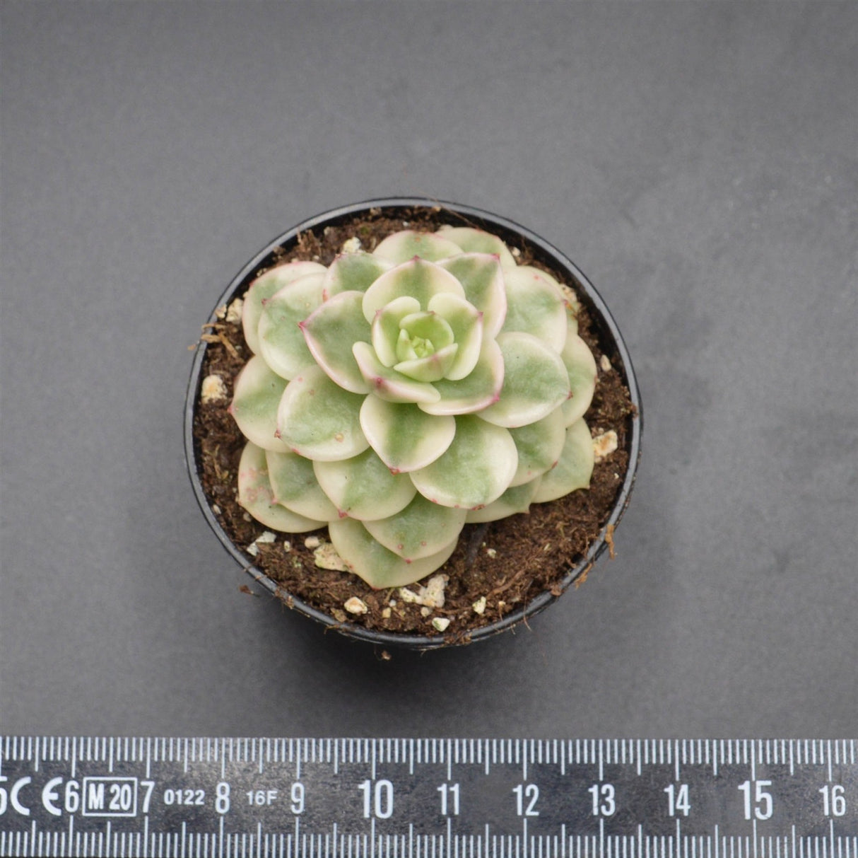 Sedeveria Rolly f. variegata