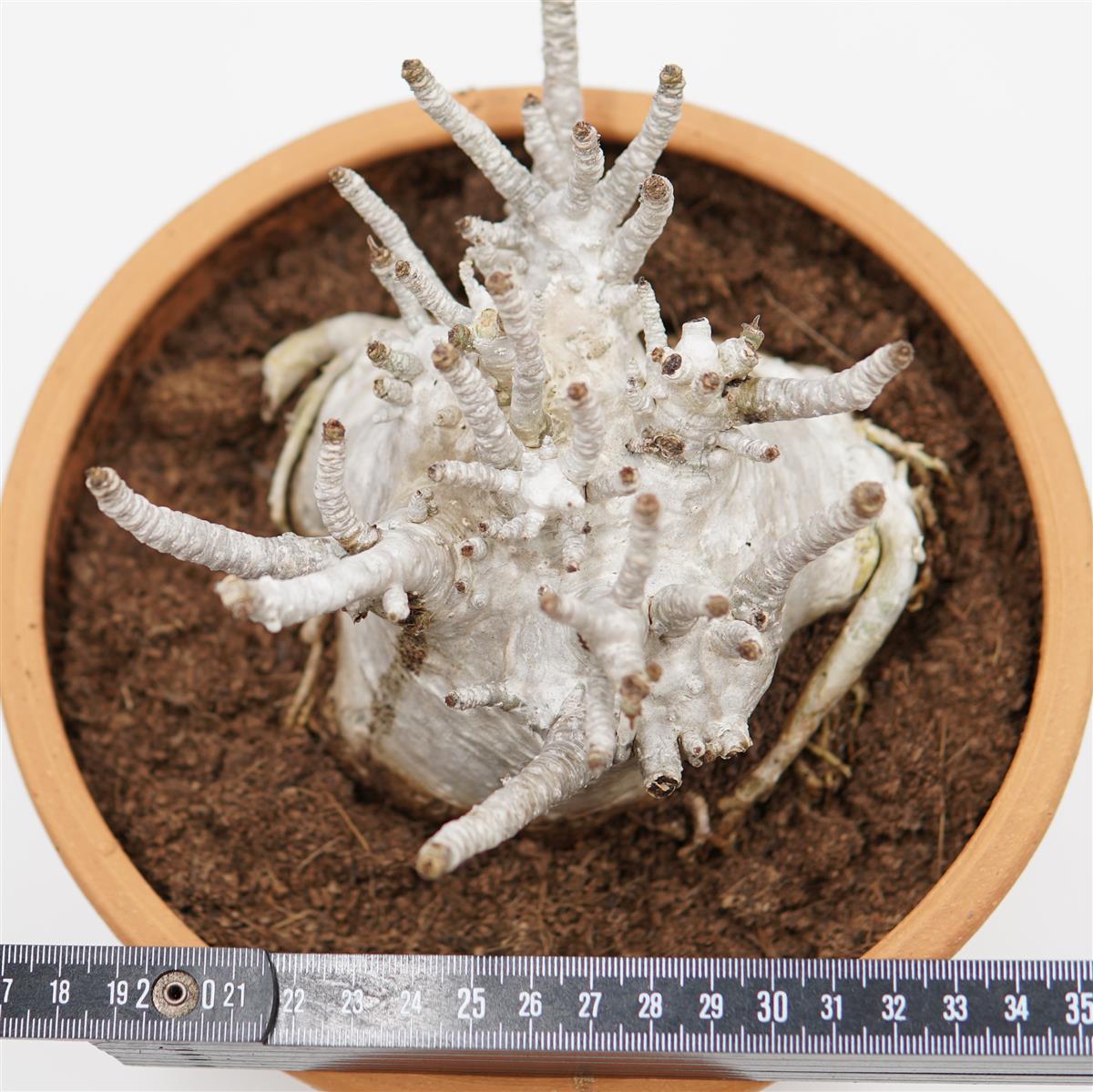 Adenium obesum XXL im Tontopf