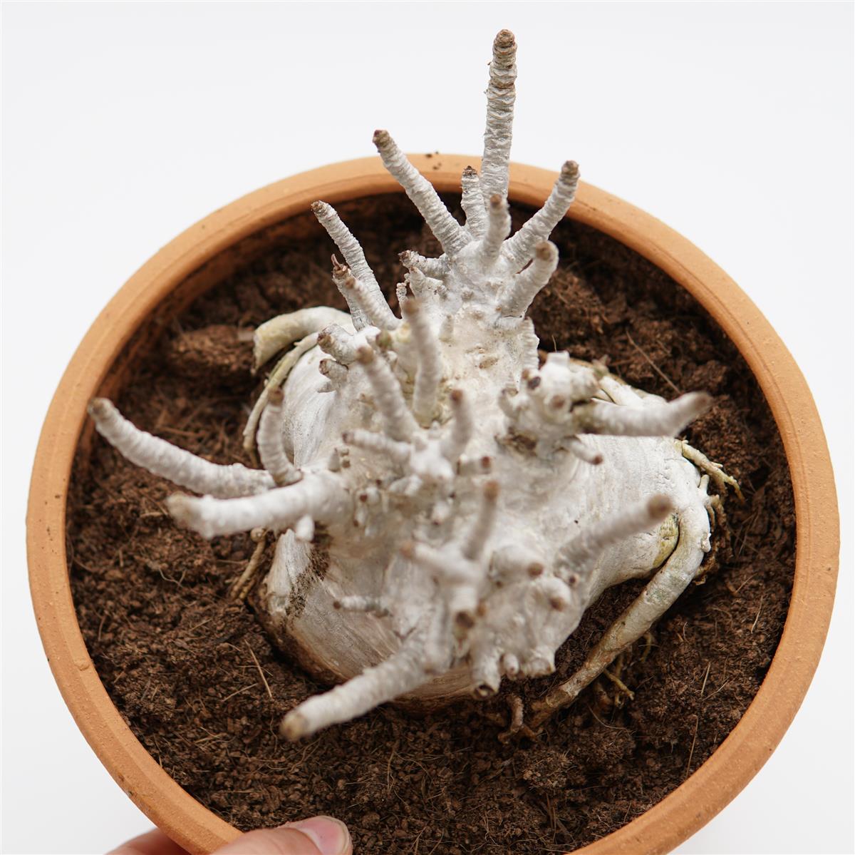 Adenium obesum XXL im Tontopf