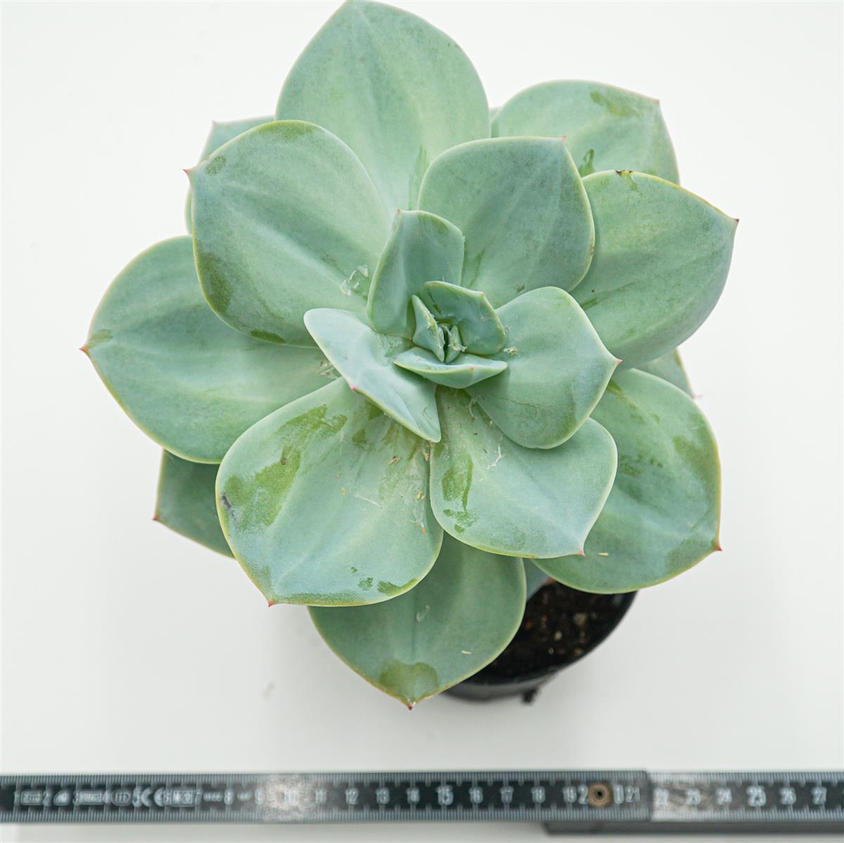 Echeveria Hakuhou