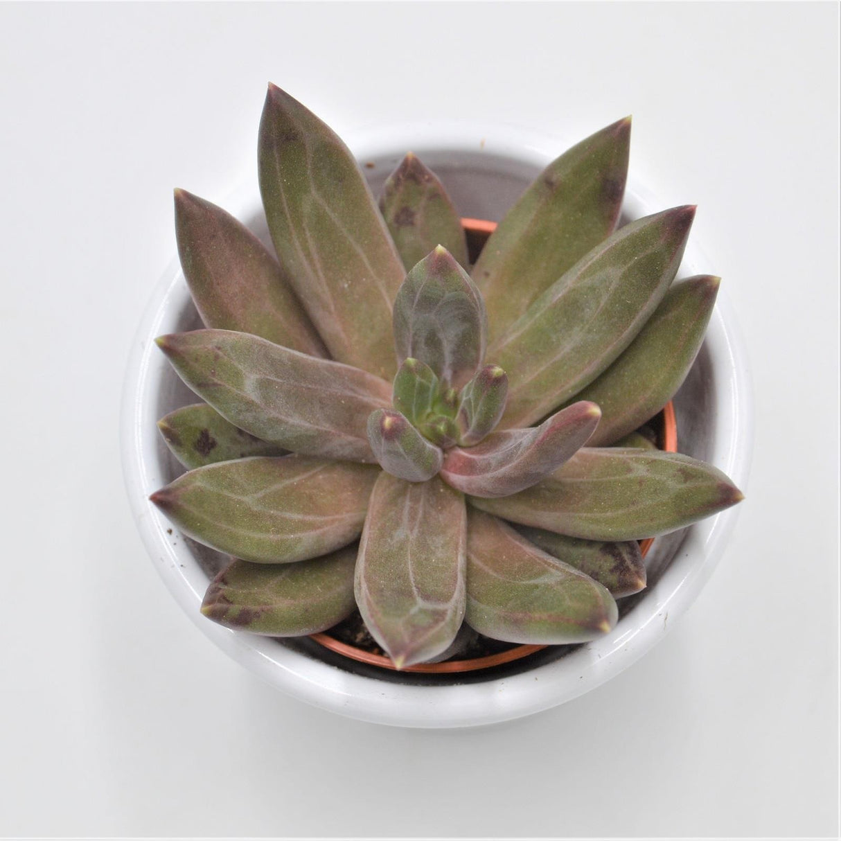 x Pachyveria Izar - 5,5cm