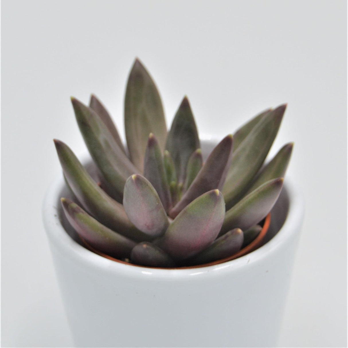 x Pachyveria Izar - 5,5cm