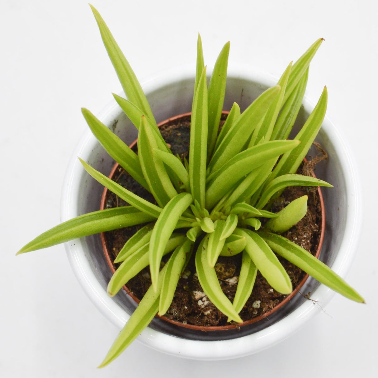 Peperomia ferreyrae - 5,5cm