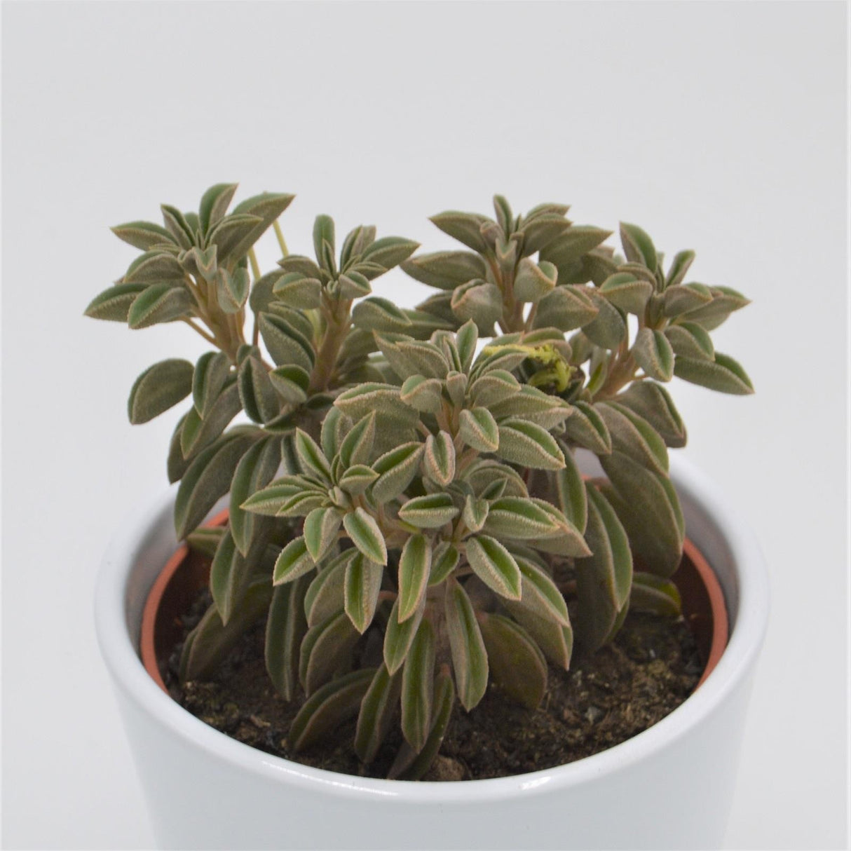 Peperomia asperula - 10,5cm