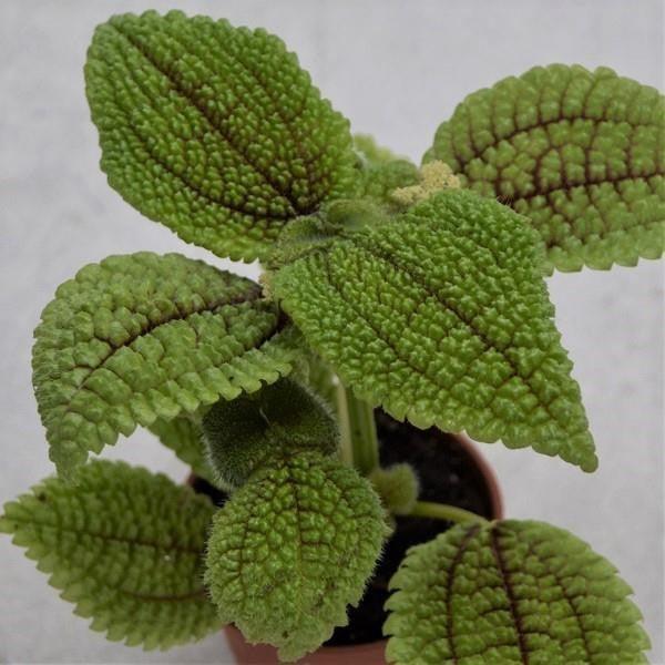 Pilea Moon Valley - 6cm