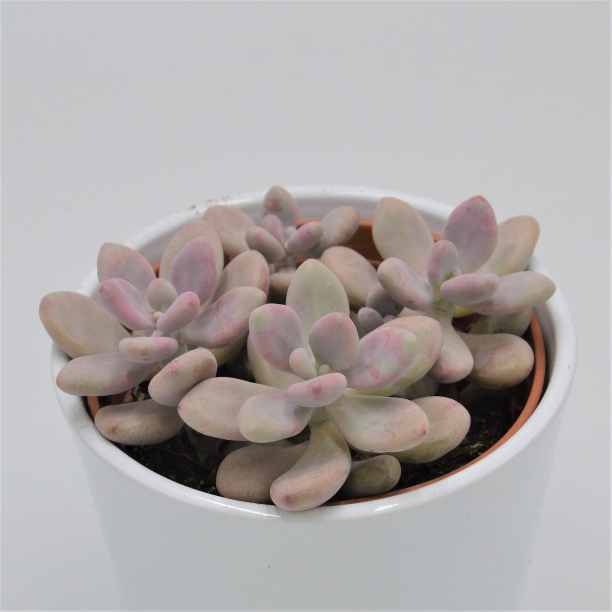 Pachyphytum oviferum Pink Moonstones - 12cm