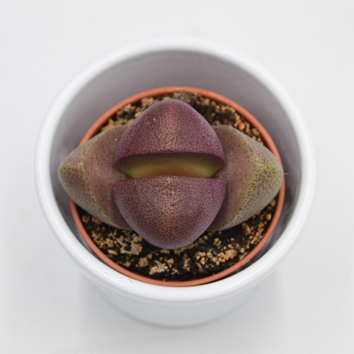 Pleiospilos nelii v. rubra - 5,5cm