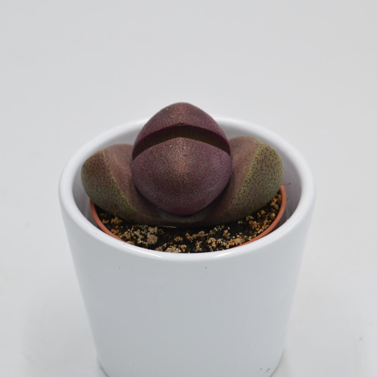 Pleiospilos nelii v. rubra - 5,5cm