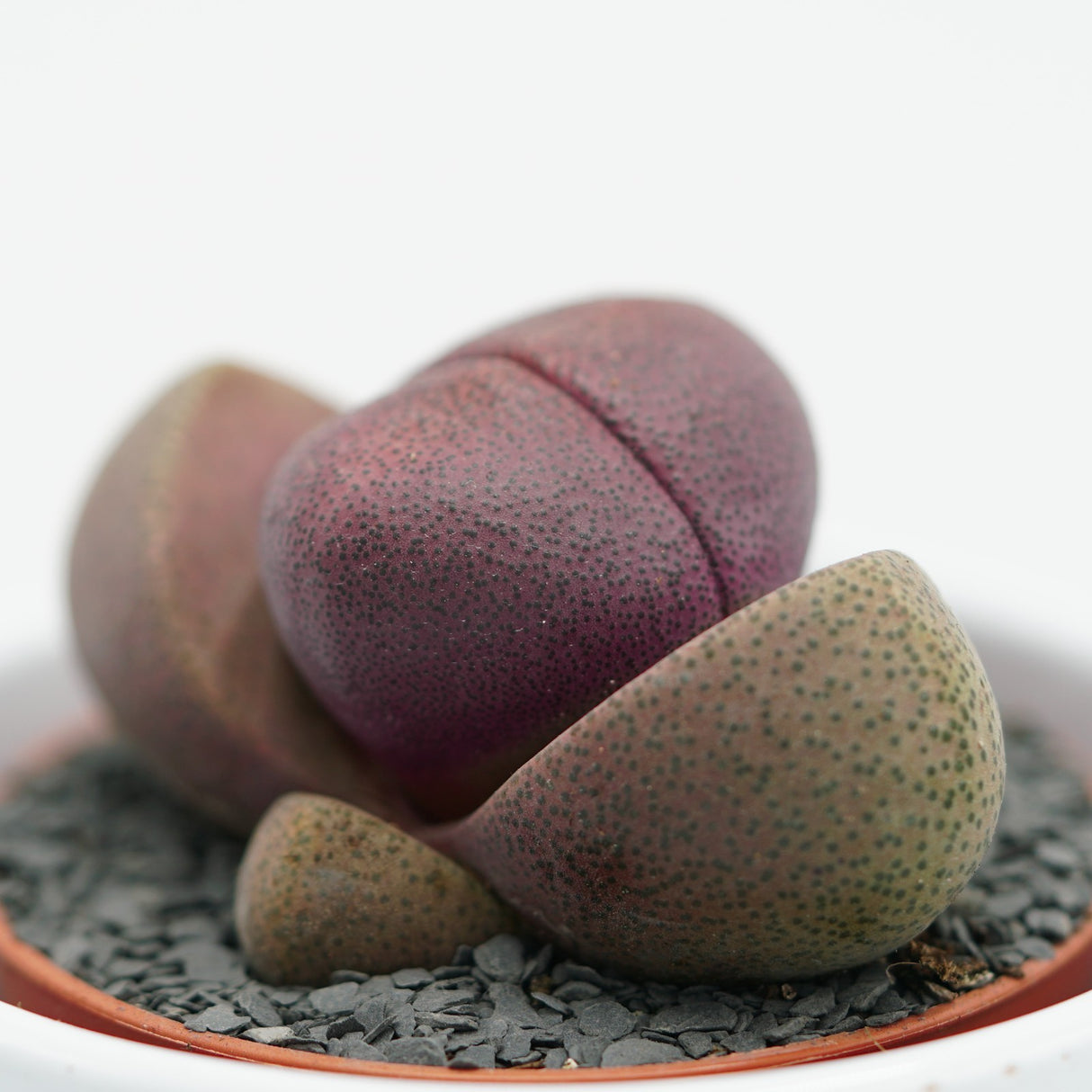 Pleiospilos nelii v. rubra - 5,5cm
