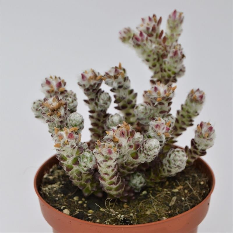 Portulaca werdermannii - 13cm