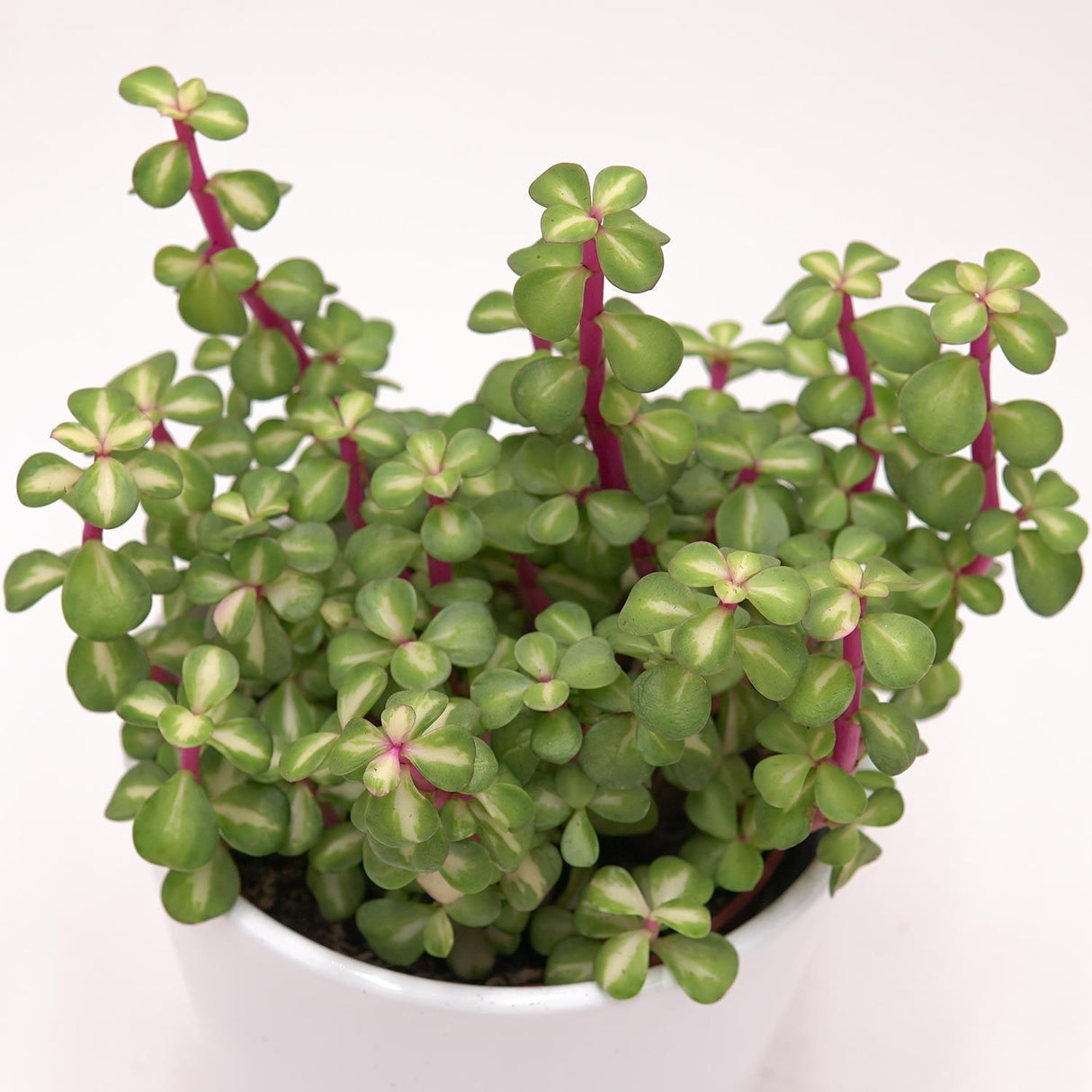 Portulacaria afra mediopicta - 10,5cm