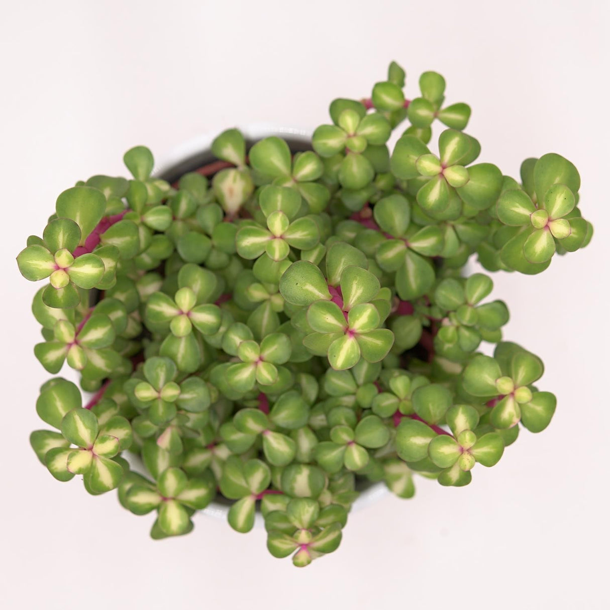 Portulacaria afra mediopicta - 10,5cm