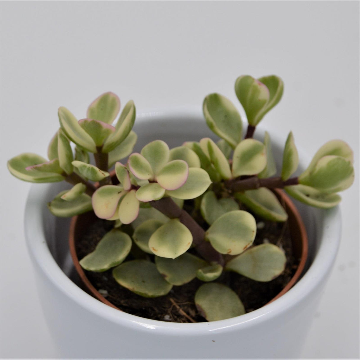 Portulacaria afra Variegata - 5,5cm