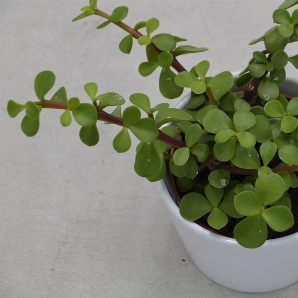 Portulacaria afra - 10,5cm