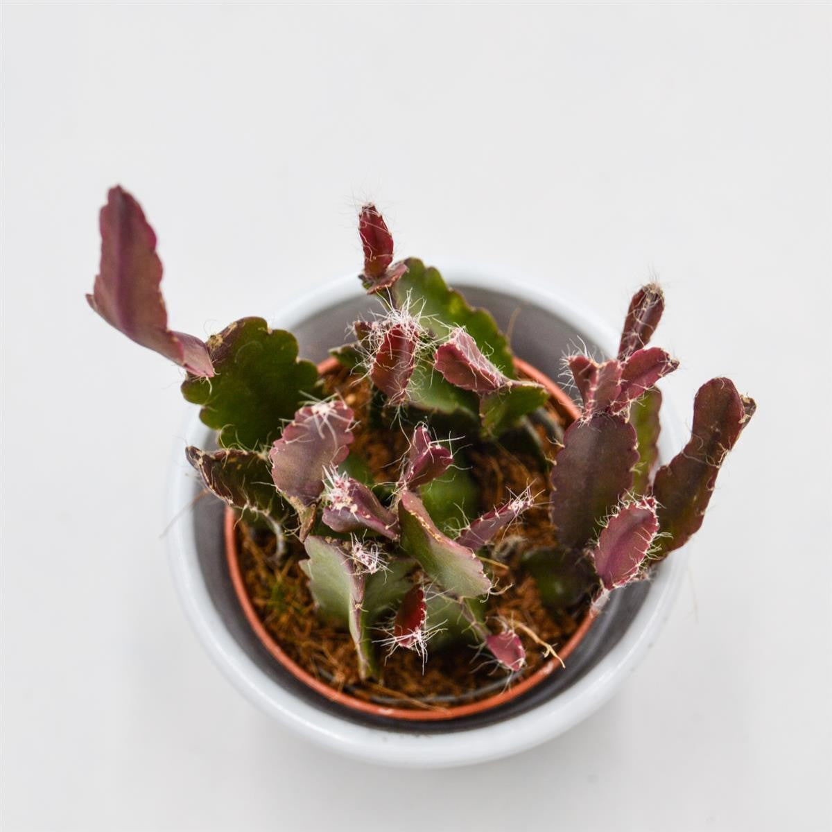 Rhipsalis agudoensis - 5,5cm