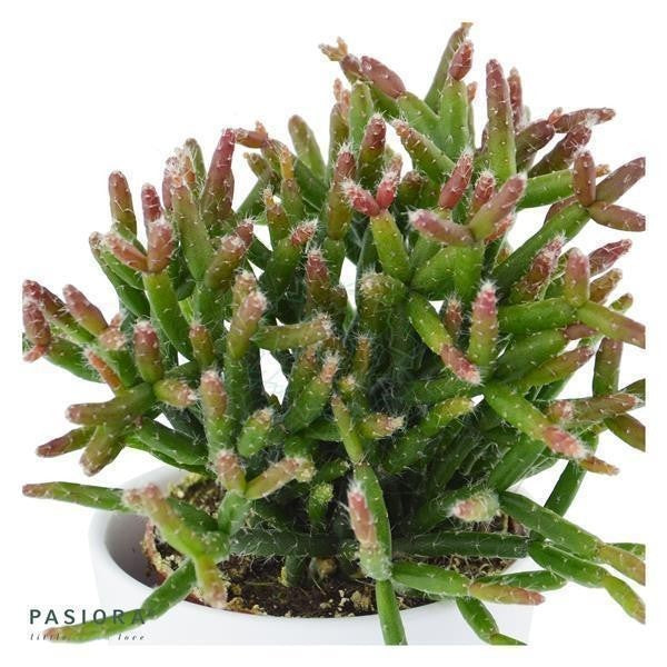 Sukkulenten Selektion, 10 Stück