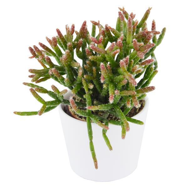 Rausbuddzd Rhipsalis, 3 Stück