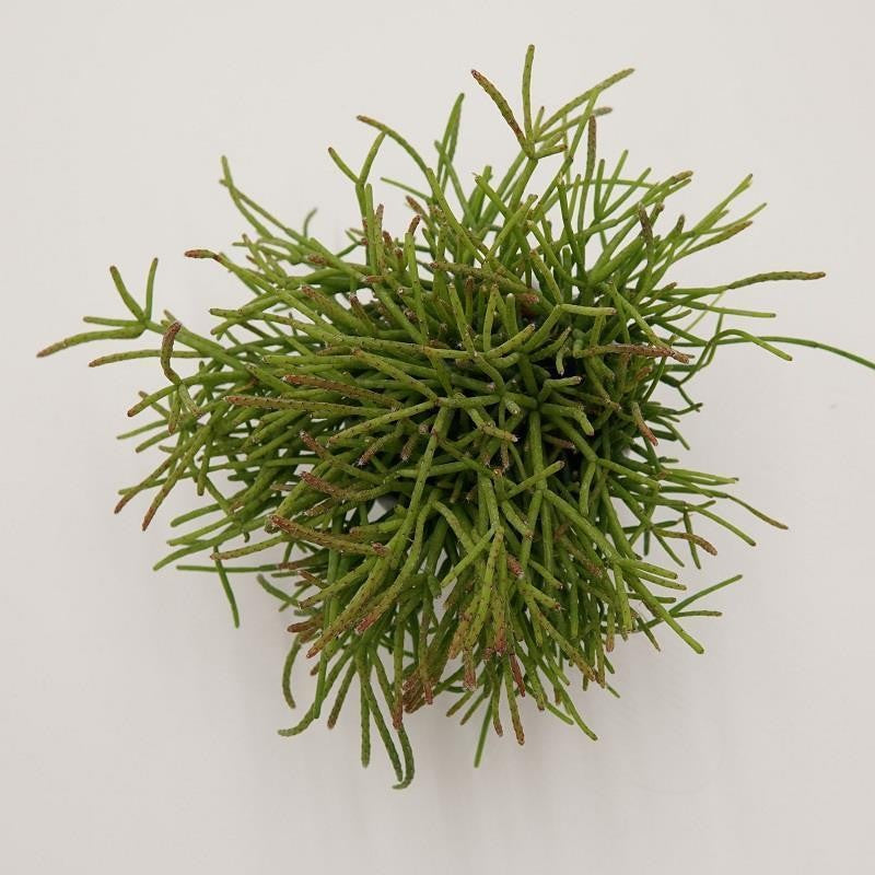 Rhipsalis cassutha - 6cm