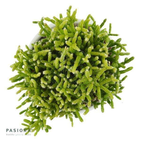 Rhipsalis cereuscula - 6cm